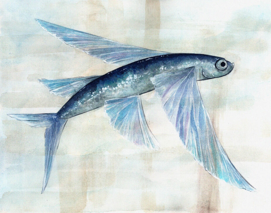 flying fish