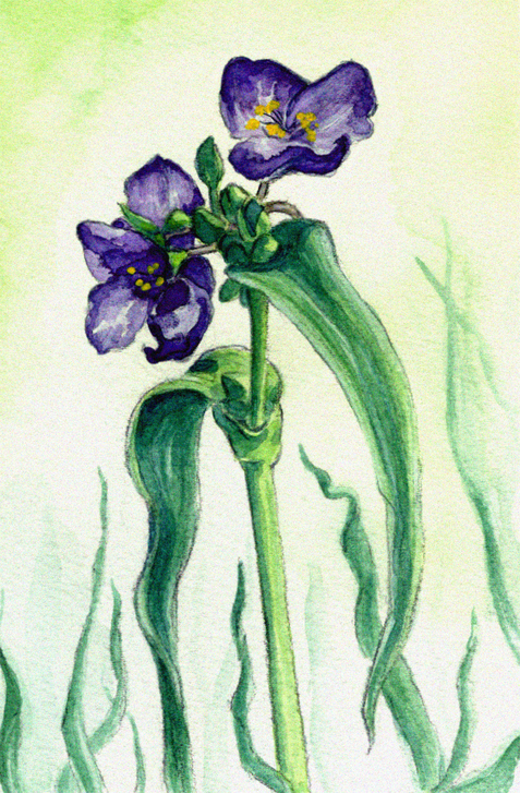 tradescantia ohiensis