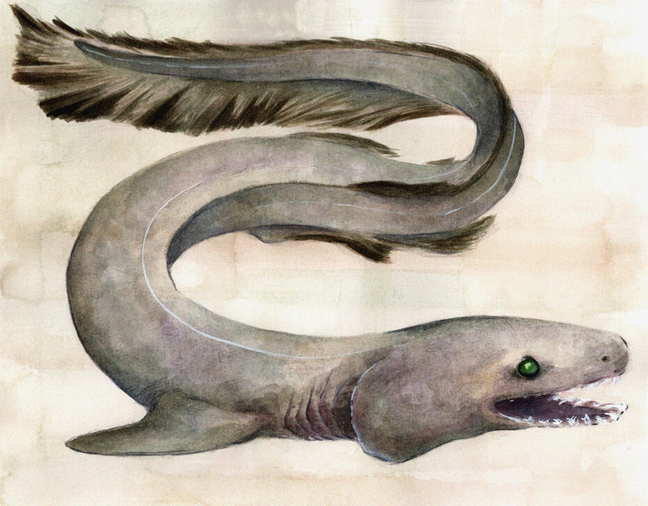 frilled shark